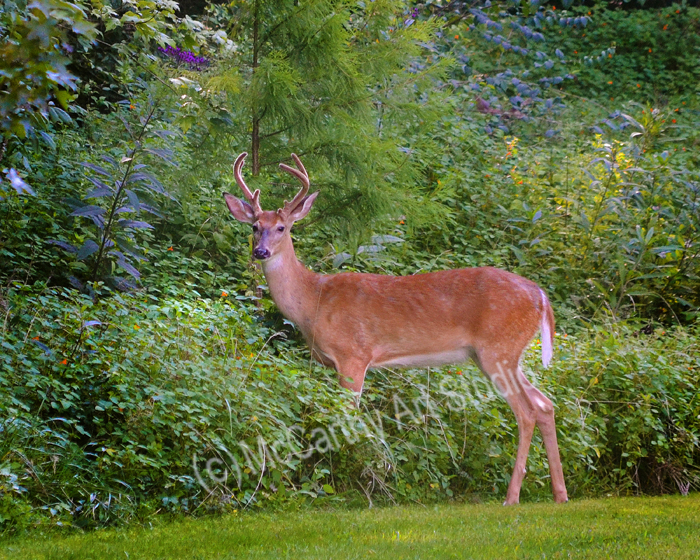 Visitor - Whitetail Deer